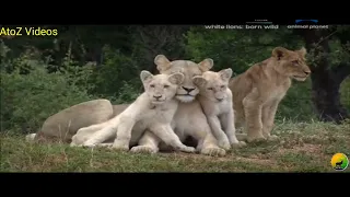 White Lions Born Wild E2 documentary animal planet in hindi