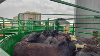 Selling Cattle, Emptying the Feedlots
