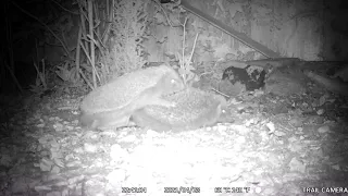 Hedgehogs Mating April 2021