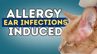 Allergy Induced Ear Infections in Dogs