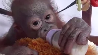 Baby Orangutan Rescue