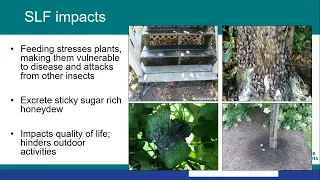 Identifying & Reporting Spotted Lanternfly & Tree of Heaven with iMapInvasives.