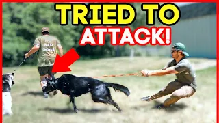 EXTREMELY LEASH AGGRESSIVE GERMAN SHEPHERD TRIES TO ATTACK DOG! (HOLY CRAP!)