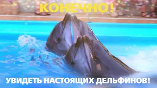Минский дельфинарий НЕМО 2019