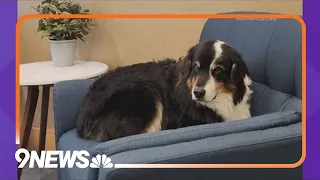 Officer reunites lost dog with owner after it walked into Colorado police station