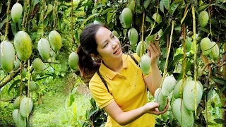 Harvest Mango Garden Goes To The Market Sell - Cooking, Garden, Off grid farm - Hanna Daily Life New