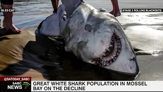 Number of Great White Sharks along Mossel Bay coast dwindling