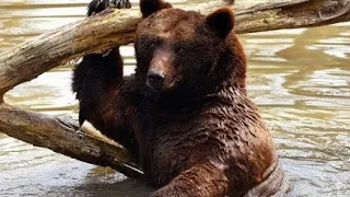 Медведица ревела и металась, пытаясь забраться на обрывистый берег, на котором скулил медвежонок