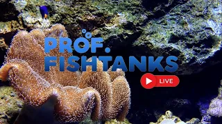 Prof. FishTanks Live #11