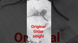 Gidar singhi Kya hoti hai,gidar singhi, Kya Hai,siyar singhi Kya hoti hai,gidar singhi K....#