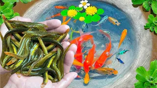 Greatest Catching Tiny Loach Video, Three Tailed Fish, Kim Kim Fish, Betta Fish, Turtles, Guppies