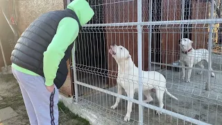 Dogo Argentino female agressive with strangers and protecting his territory.