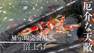 5月5日の展示即売会の沼上げ#錦鯉販売 #koifish #koi