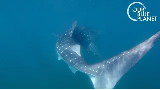 Tagging the Largest Shark on Earth | Our Blue Planet | Earth Unplugged