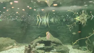 Alligator snapping turtle setup