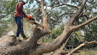 Monster Energy …Stihl ms 881 chainsaw‼️