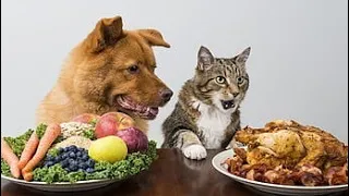 Funny Animal Videos 😁 /Funniest Cats And Dogs Videos/funny cat videos 2024 Fun Main Dam