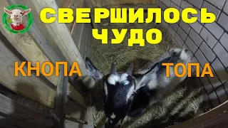 Содержание коз и пополнение в нашем хозяйстве