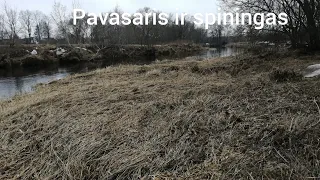 Ankstyvas pavasaris ir spiningas žvejyba leveni