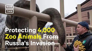 Running the Kyiv Zoo During War