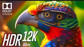 Perfect Black 12K HDR 60fps | Dolby Vision @4KEarthOR