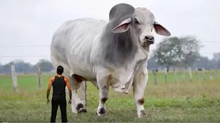 20 of the Biggest Bulls In The World