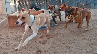 Dogs playing: Episode 53