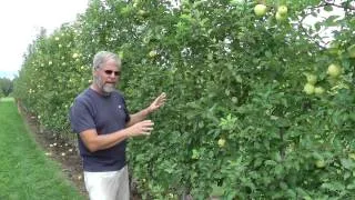 090512vlog - Lindamac vertical axis yield AND Fruiting Wall vs. Tall Spindle Apple yield