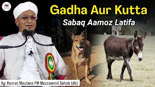 Gadha Aur Kutta | Sabaq Aamoz Latifa |  Important Bayan | Hazrat Maulana PM Muzzammil Sahab (db)