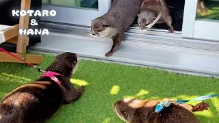 What Happens When an Otter Couple Come Over to My House