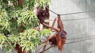 Our orangutans return to Auckland!