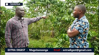Hon. Kasibante Moses turns a billionaire in farming, teyejjusa Palamenti - #extradigest