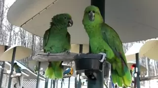 Yellow-Naped Amazon Parrots Talking like an Old Married Couple.