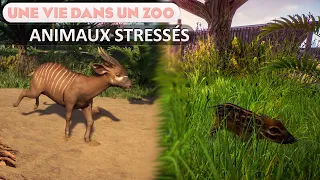 Régler définitivement le problème des Animaux Stressés | Épisode 33 | PLANET ZOO | Franchise