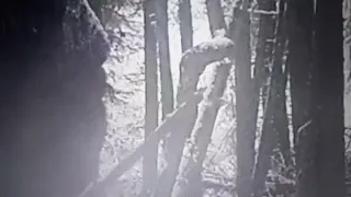 BIGFOOT ON TRAIL CAM THE CRESCENT FALLS VIDEO
