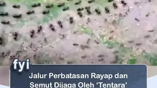 Tentara Semut vs Tentara Rayap