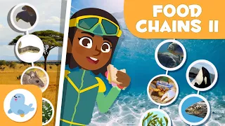 FOOD CHAINS for Kids 🌱⬅🐝⬅🐦⬅🐺 Terrestrial and Aquatic 🌼 Episode 2