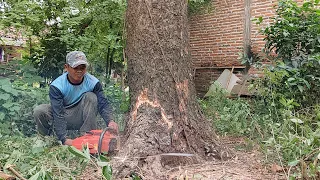 Cut down the old tree next to the house.