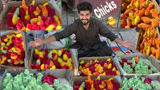 Colourful chicks ki Pori Dukan khareed li😍