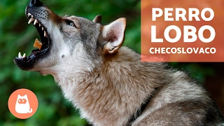 El perro lobo checoslovaco - Pequeño documental