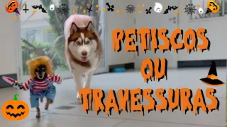 FESTA HALLOWEEN PET | FANTASIA DO CHUCKY E ENCONTRINHO COM OUTROS PETS