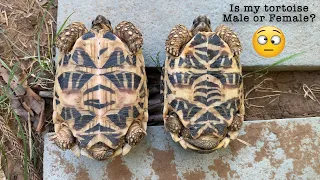 How to know if tortoise is male or female?  Indian Star Tortoise