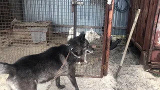 Wolf vs dog , Волк и Лайка, реакция Волка на западно-сибирскую лайку, Канадский волк, северный волк