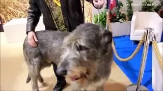 Irish wolfhound - Lévrier irlandais - Chien de race