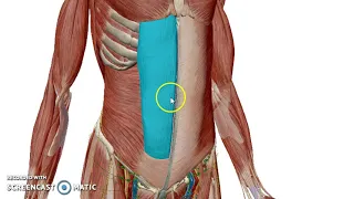 Overview of Anterior Abdominal Wall (3d) - Dr. Ahmed Farid