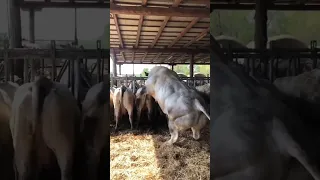 Big Bull meeting And crossing with small Cow#RP Animals