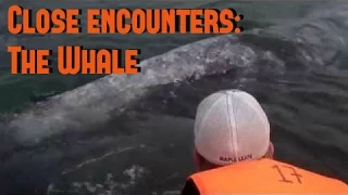 Whale encounters: Awesome interactions with humans - friendly encounters