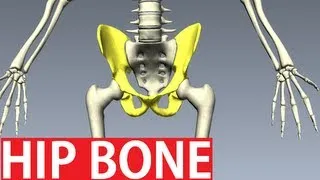 Bones Of The Pelvis Anatomy - Hip Bone Anatomy 1