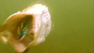 Pike attacks & swallows Mike fishing lure underwater very close-up. Рыбалка щука атакует Майка.