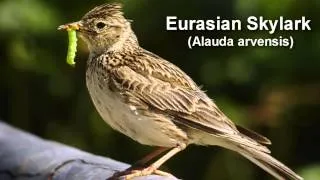 Skylark -  Eurasian Skylark  Bird Call